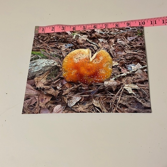 amanita Muscaria Mushroom 8 x 10 Photo Print - Picture 1 of 1